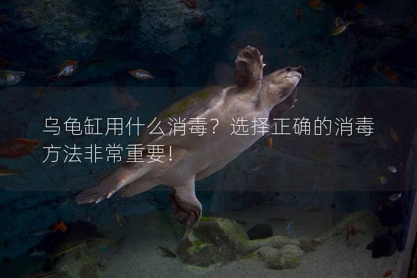 乌龟缸用什么消毒？选择正确的消毒方法非常重要!