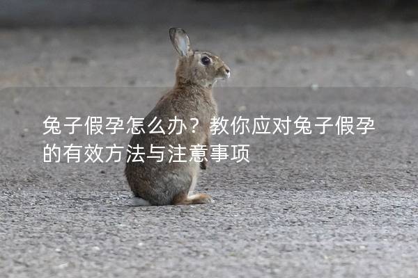 兔子假孕怎么办？教你应对兔子假孕的有效方法与注意事项