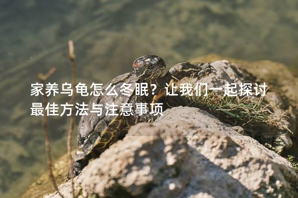 家养乌龟怎么冬眠？让我们一起探讨最佳方法与注意事项