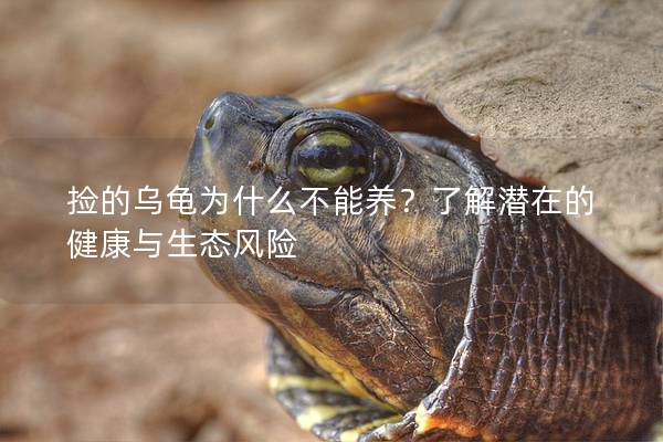 捡的乌龟为什么不能养？了解潜在的健康与生态风险
