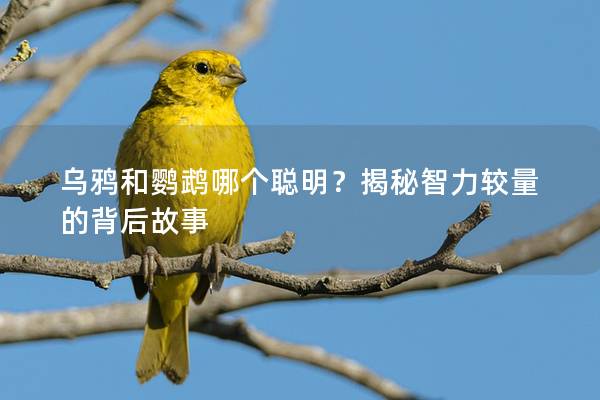 乌鸦和鹦鹉哪个聪明？揭秘智力较量的背后故事
