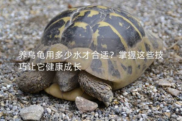 养乌龟用多少水才合适？掌握这些技巧让它健康成长