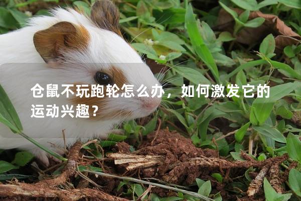 仓鼠不玩跑轮怎么办，如何激发它的运动兴趣？
