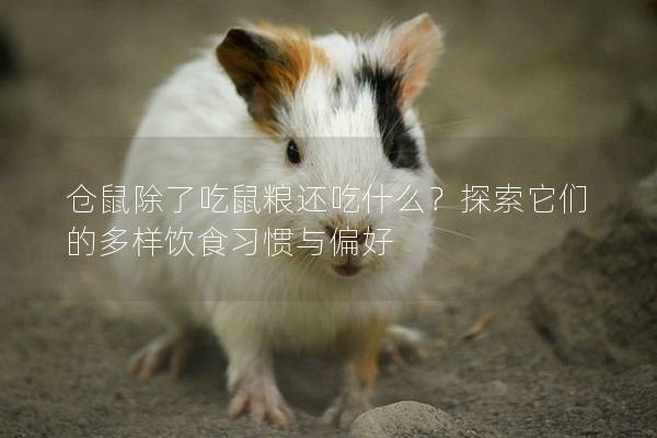 仓鼠除了吃鼠粮还吃什么？探索它们的多样饮食习惯与偏好