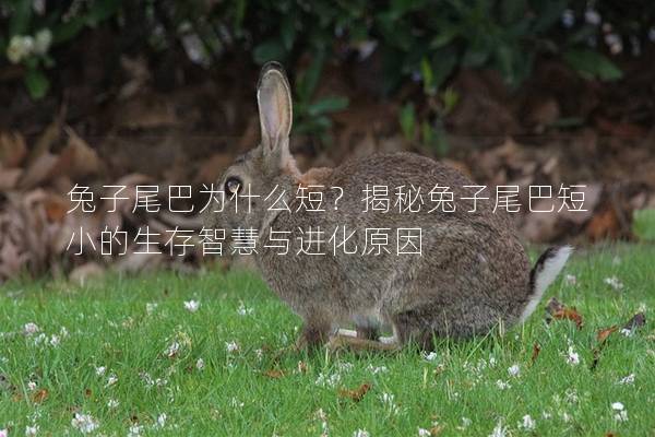 兔子尾巴为什么短？揭秘兔子尾巴短小的生存智慧与进化原因