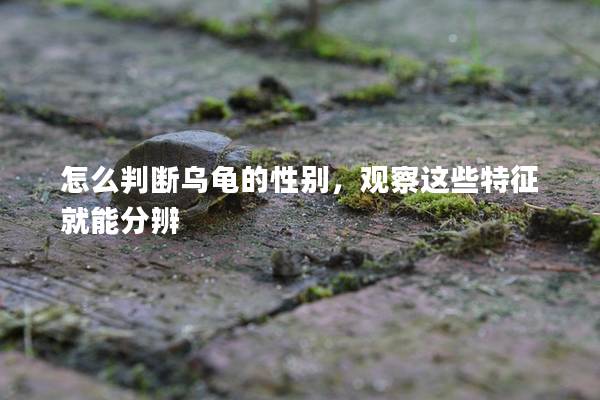 怎么判断乌龟的性别，观察这些特征就能分辨
