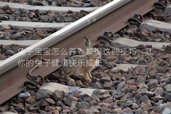 兔子宝宝怎么养？掌握这些技巧，让你的兔子健康快乐成长