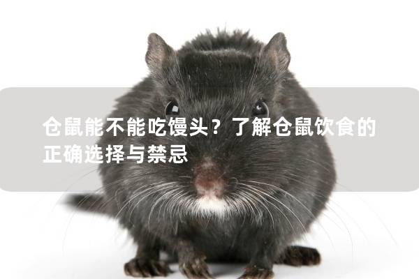仓鼠能不能吃馒头？了解仓鼠饮食的正确选择与禁忌