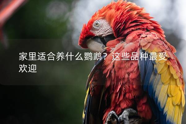 家里适合养什么鹦鹉？这些品种最受欢迎