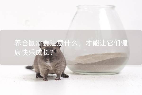 养仓鼠需要注意什么，才能让它们健康快乐成长？