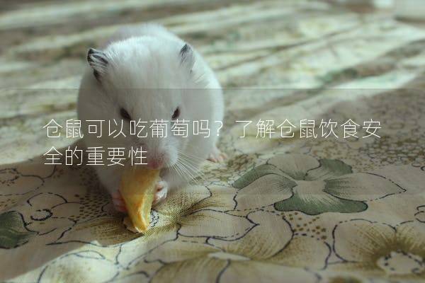 仓鼠可以吃葡萄吗？了解仓鼠饮食安全的重要性