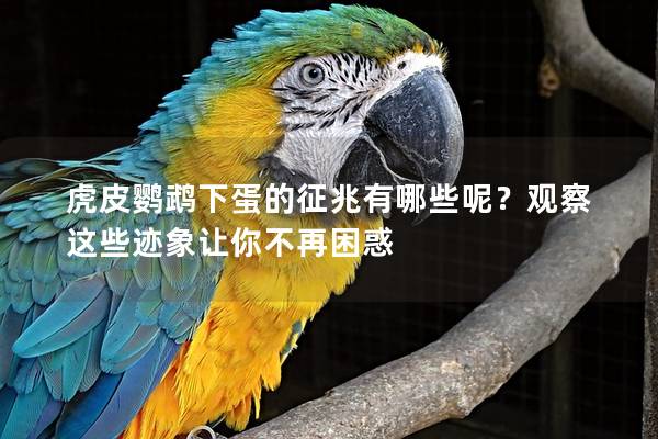 虎皮鹦鹉下蛋的征兆有哪些呢？观察这些迹象让你不再困惑