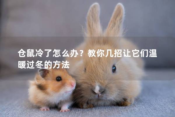 仓鼠冷了怎么办？教你几招让它们温暖过冬的方法