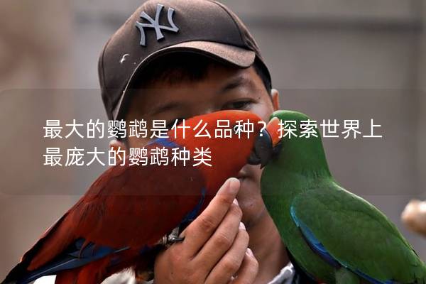 最大的鹦鹉是什么品种？探索世界上最庞大的鹦鹉种类