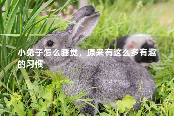 小兔子怎么睡觉，原来有这么多有趣的习惯