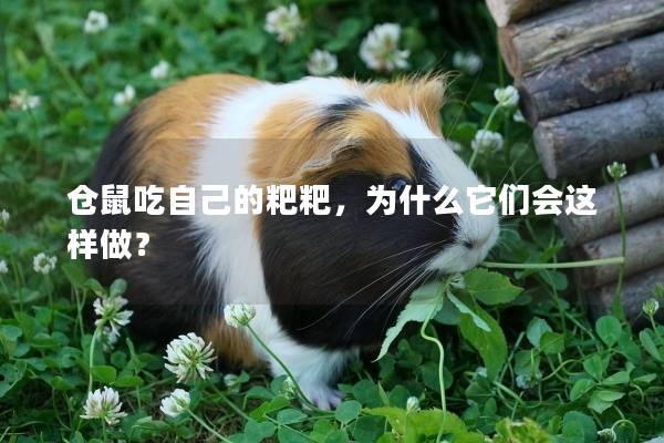 仓鼠吃自己的粑粑，为什么它们会这样做？