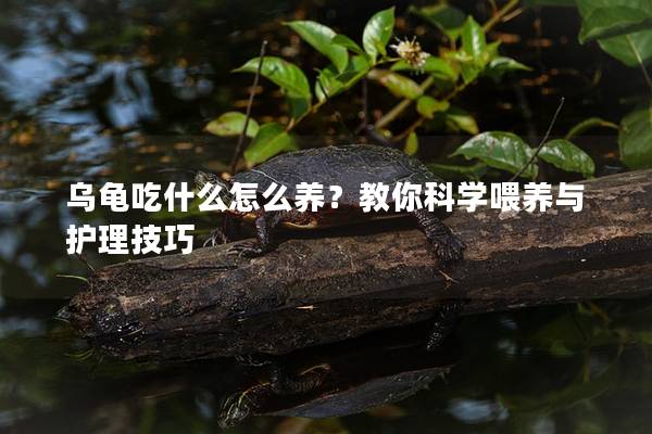 乌龟吃什么怎么养？教你科学喂养与护理技巧