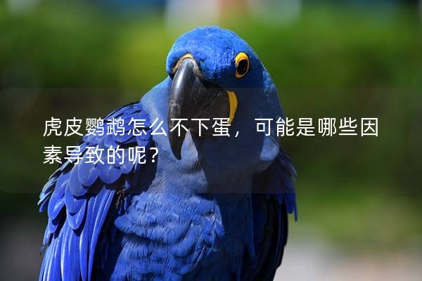 虎皮鹦鹉怎么不下蛋，可能是哪些因素导致的呢？