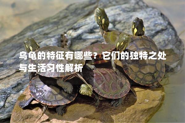 乌龟的特征有哪些？它们的独特之处与生活习性解析