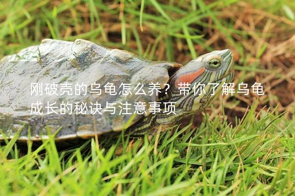 刚破壳的乌龟怎么养？带你了解乌龟成长的秘诀与注意事项