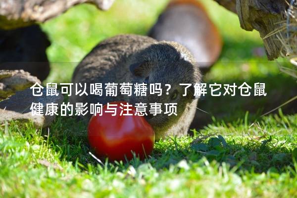仓鼠可以喝葡萄糖吗？了解它对仓鼠健康的影响与注意事项