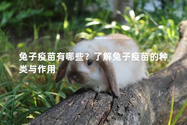 兔子疫苗有哪些？了解兔子疫苗的种类与作用