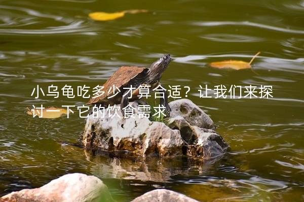 小乌龟吃多少才算合适？让我们来探讨一下它的饮食需求