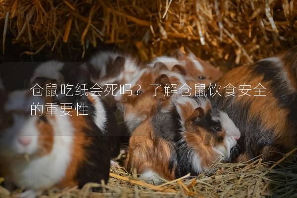 仓鼠吃纸会死吗？了解仓鼠饮食安全的重要性