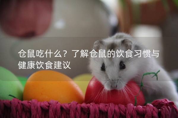 仓鼠吃什么？了解仓鼠的饮食习惯与健康饮食建议