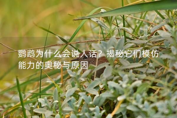 鹦鹉为什么会说人话？揭秘它们模仿能力的奥秘与原因