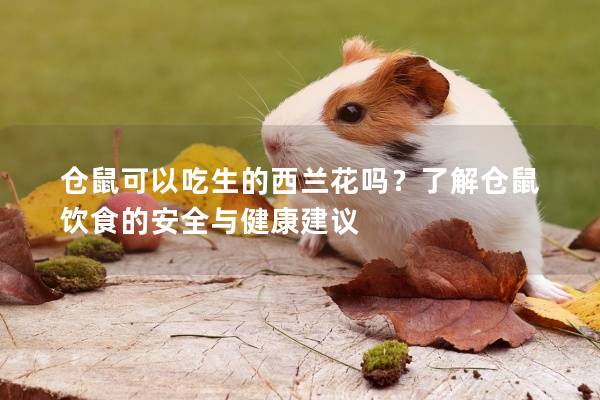 仓鼠可以吃生的西兰花吗？了解仓鼠饮食的安全与健康建议