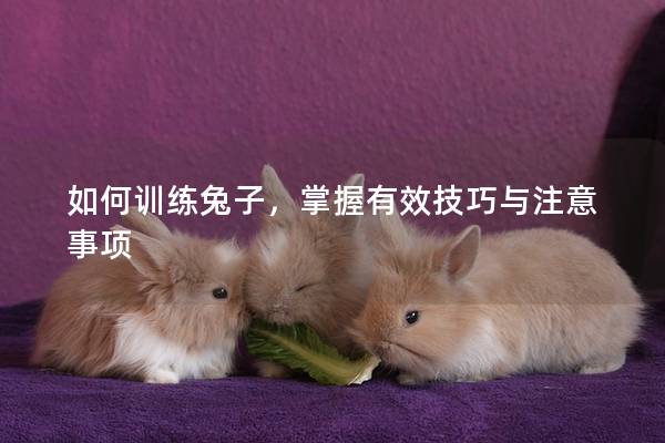 如何训练兔子，掌握有效技巧与注意事项