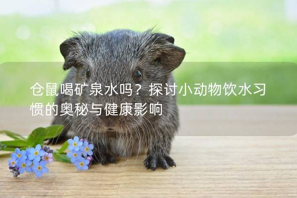 仓鼠喝矿泉水吗？探讨小动物饮水习惯的奥秘与健康影响