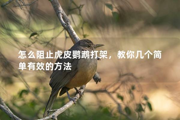 怎么阻止虎皮鹦鹉打架，教你几个简单有效的方法
