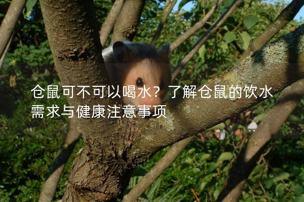 仓鼠可不可以喝水？了解仓鼠的饮水需求与健康注意事项