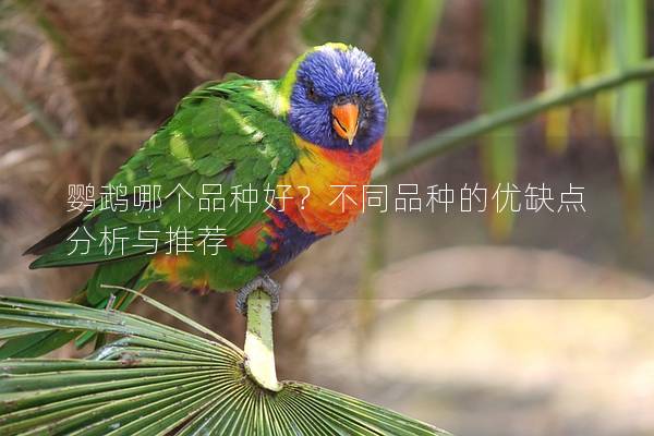 鹦鹉哪个品种好？不同品种的优缺点分析与推荐