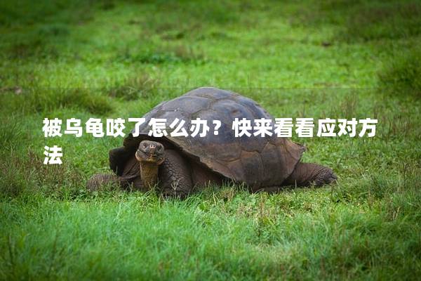 被乌龟咬了怎么办？快来看看应对方法