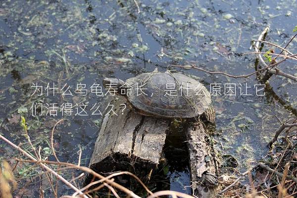 为什么乌龟寿命长，是什么原因让它们活得这么久？