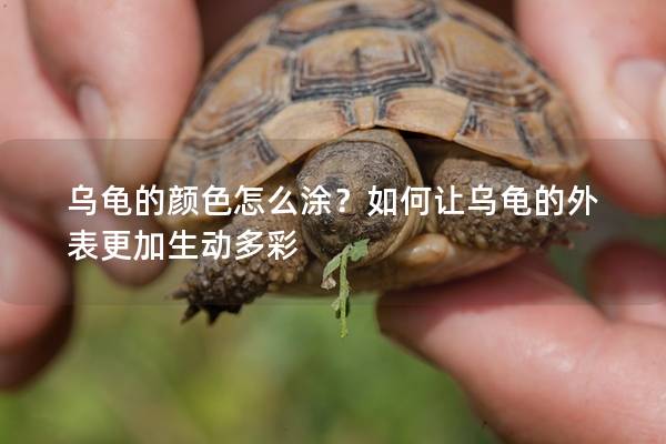 乌龟的颜色怎么涂？如何让乌龟的外表更加生动多彩