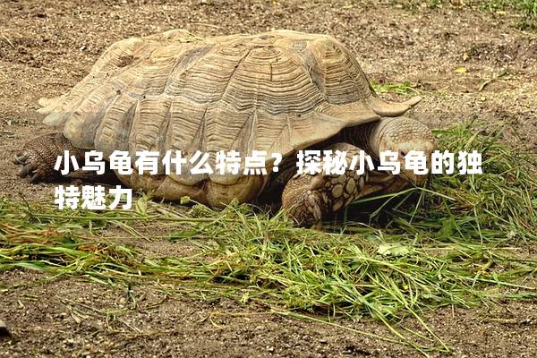 小乌龟有什么特点？探秘小乌龟的独特魅力