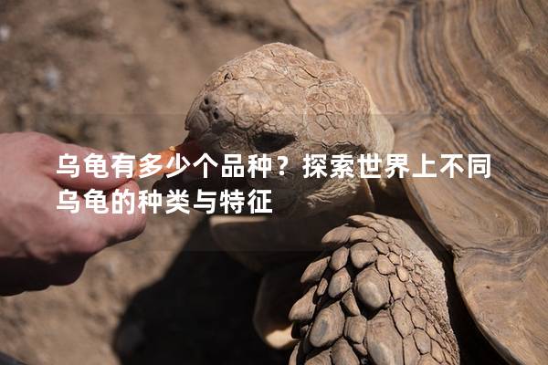 乌龟有多少个品种？探索世界上不同乌龟的种类与特征