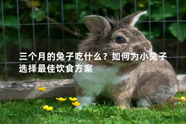 三个月的兔子吃什么？如何为小兔子选择最佳饮食方案