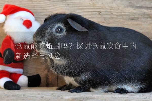 仓鼠能吃蚯蚓吗？探讨仓鼠饮食中的新选择与风险