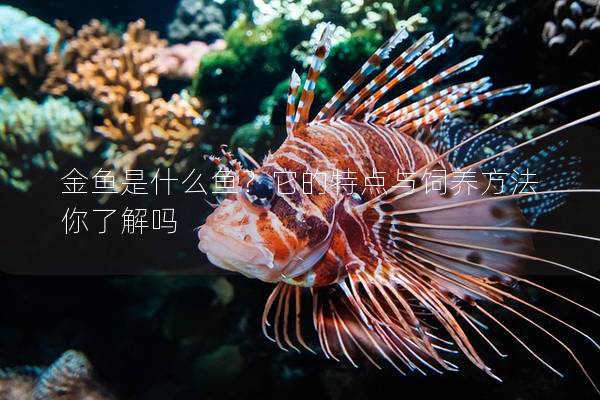 金鱼是什么鱼？它的特点与饲养方法你了解吗