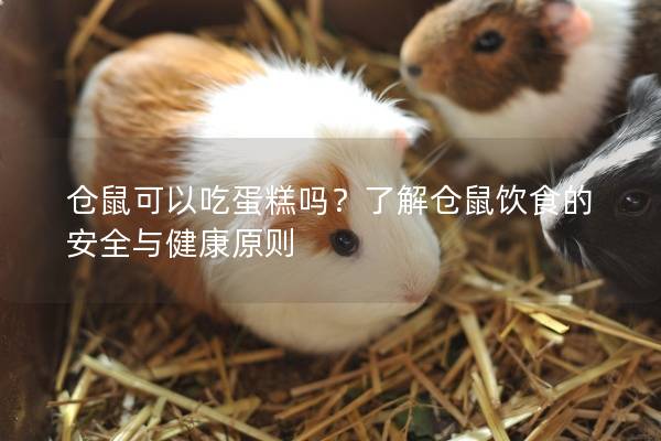 仓鼠可以吃蛋糕吗？了解仓鼠饮食的安全与健康原则