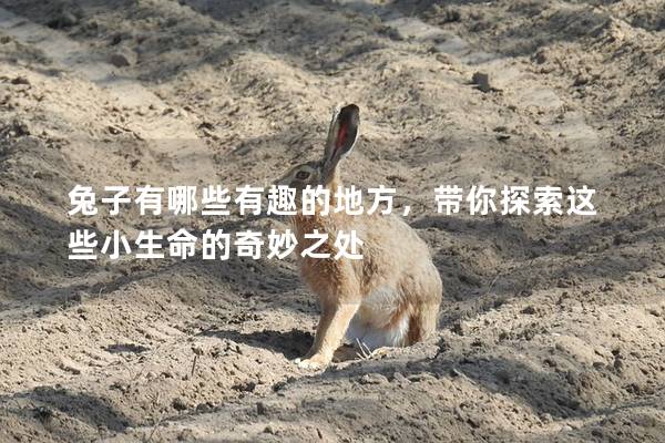兔子有哪些有趣的地方，带你探索这些小生命的奇妙之处