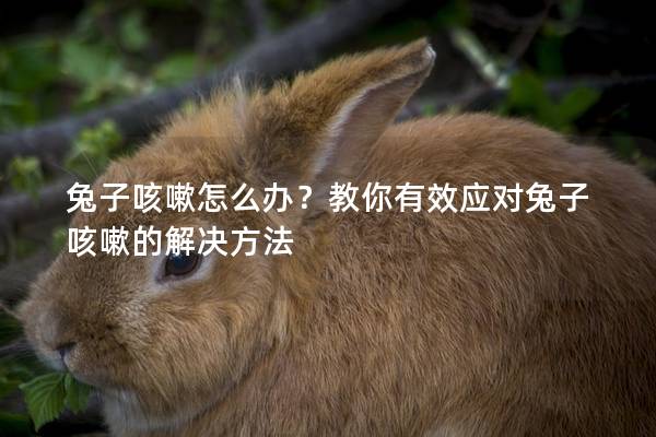 兔子咳嗽怎么办？教你有效应对兔子咳嗽的解决方法