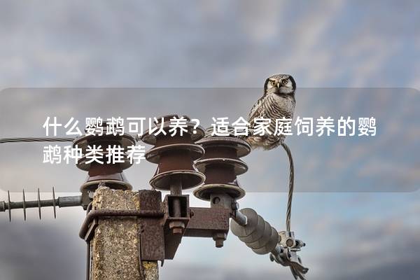 什么鹦鹉可以养？适合家庭饲养的鹦鹉种类推荐