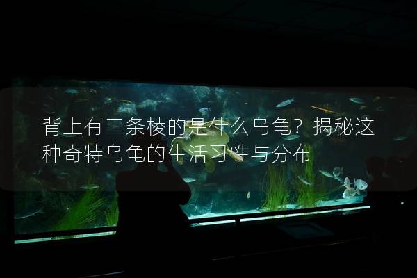 背上有三条棱的是什么乌龟？揭秘这种奇特乌龟的生活习性与分布