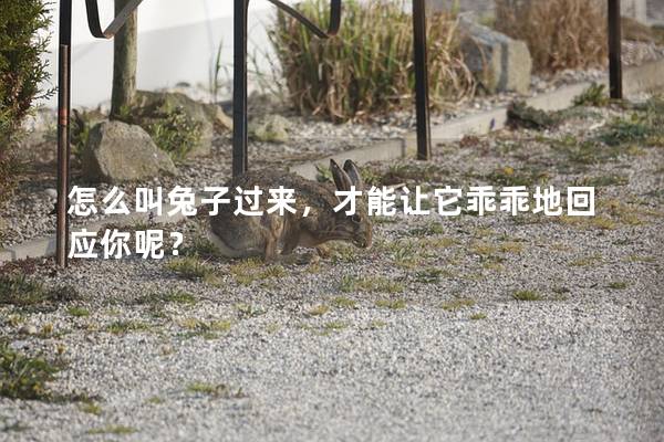 怎么叫兔子过来，才能让它乖乖地回应你呢？